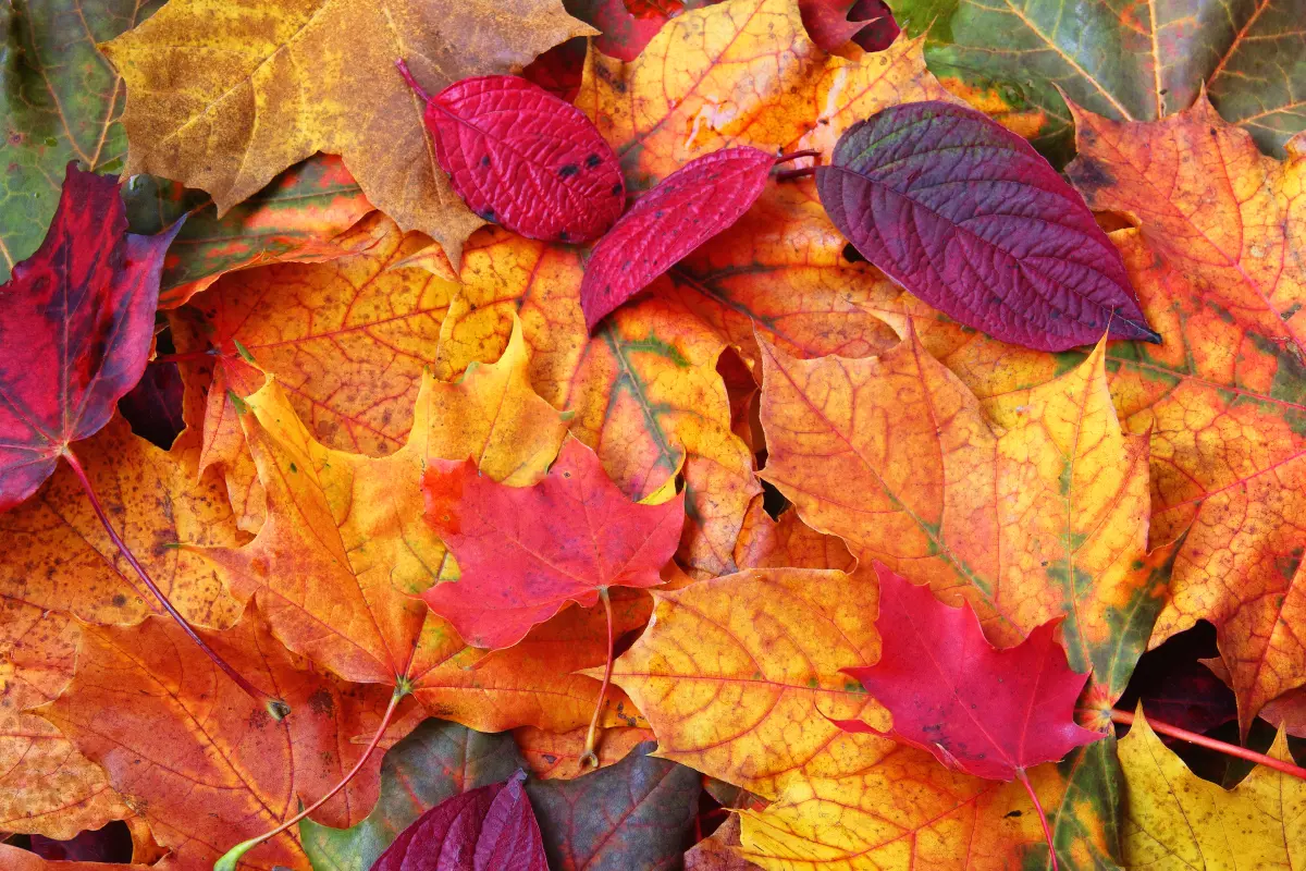 Close-up of red, orange, yellow and green autumn leaves