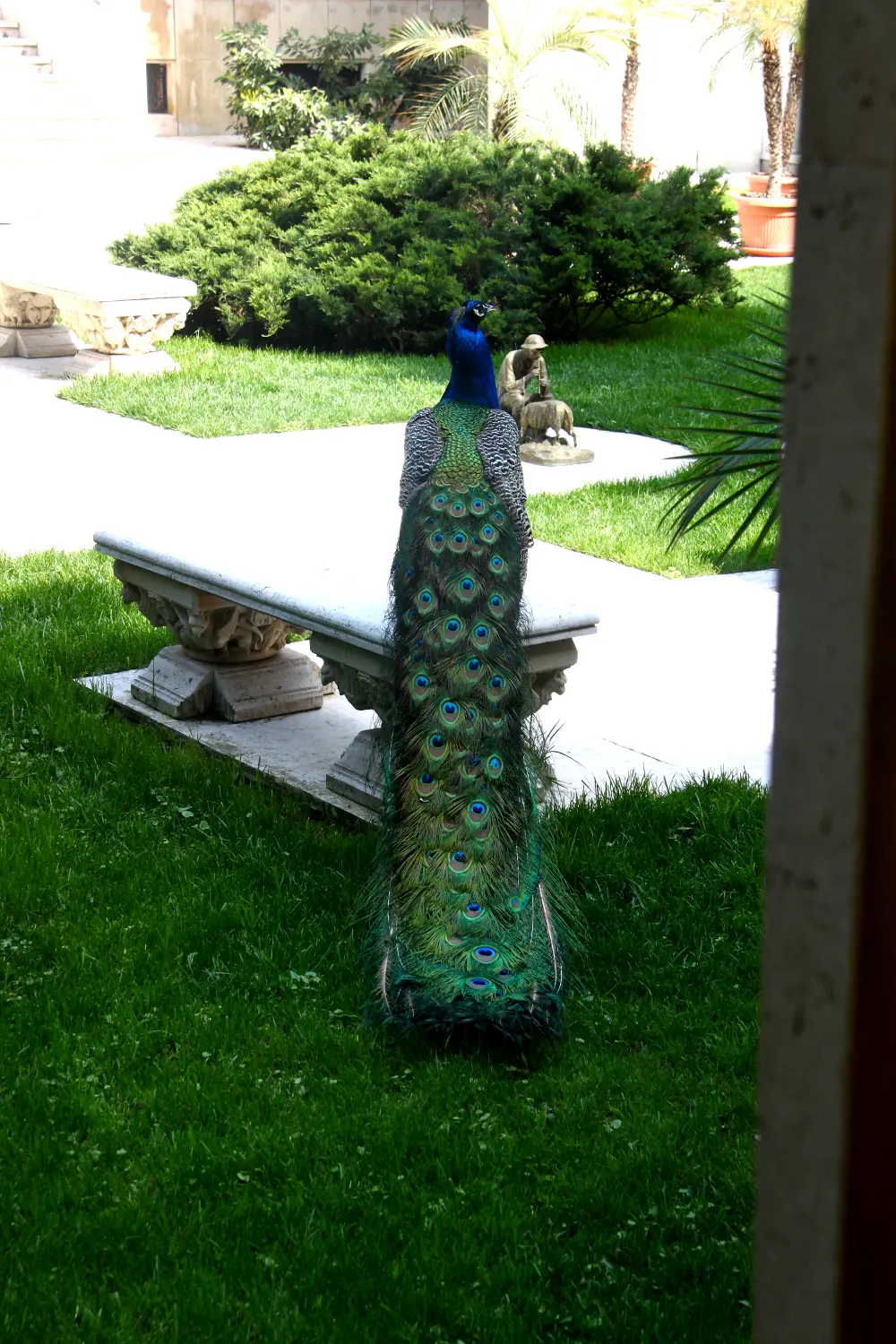 Peacock in the garden of Ceaușescu Mansion
