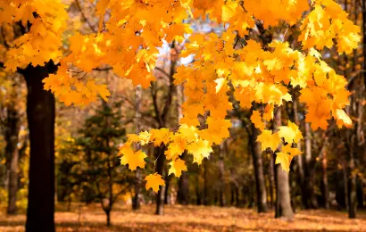 Golden autumn maple leaves glowing in warm sunlight, illustrating beautiful November quotes and sayings.