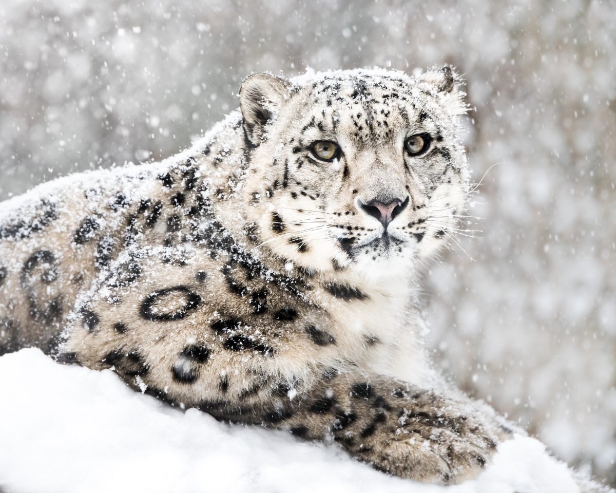 A beautiful Snow Leopard outside, in winter